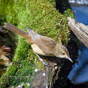 Australian Reed-Warbler