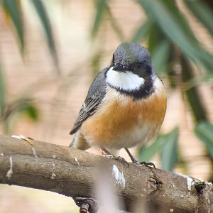 Rufous Whistler