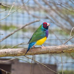 Gouldian Finch