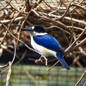 Forest Kingfisher
