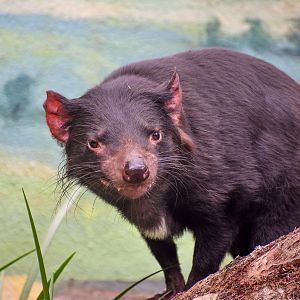 Tasmanian Devil