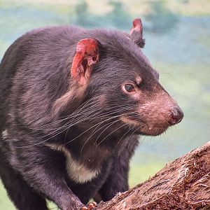 Tasmanian Devil