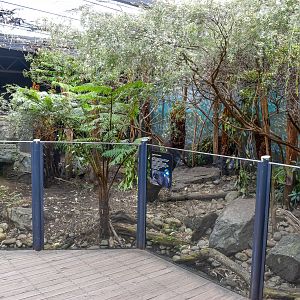Long-beaked Echidna Enclosure