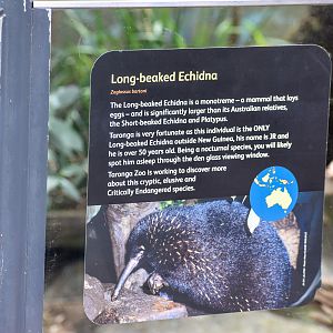 Long-beaked Echidna Enclosure