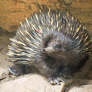 Short-beaked Echidna