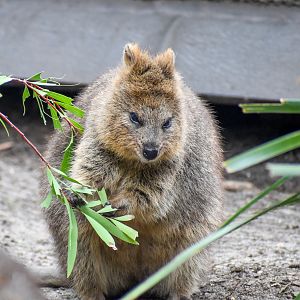 Quokka