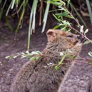 Quokka