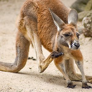 Red Kangaroo Joey