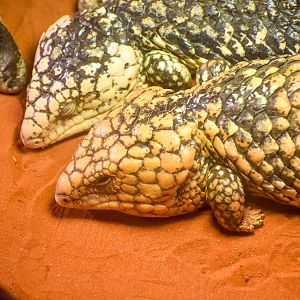 Shinglebacks