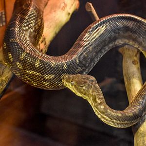 Centralian Python
