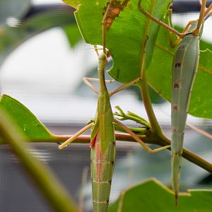 Violet-winged Stick Insect