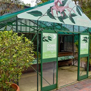 Backyard to Bush - Phasmid Greenhouse