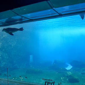 Great Southern Oceans -  Underwatering Viewing