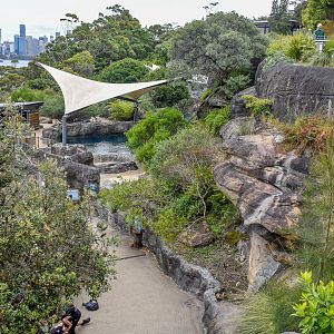 Great Southern Oceans - Fiordland Penguin Enclosure