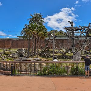 Chimpanzee Enclosure