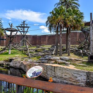 Chimpanzee Enclosure