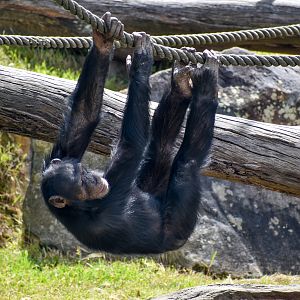 Chimpanzee swinging