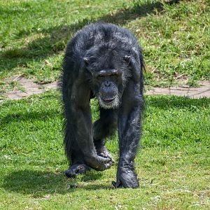Chimpanzee