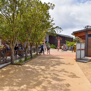 African Savannah - General Pathway