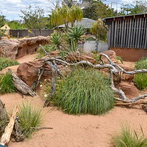 African Savannah - First Meerkat Enclosure