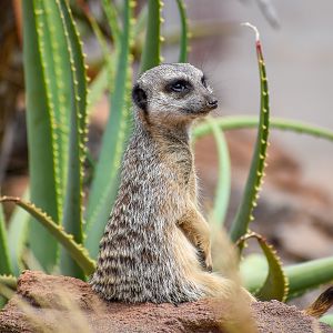 African Savannah - Meerkat