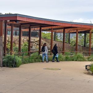 African Savannah - Fennec Fox Enclosure