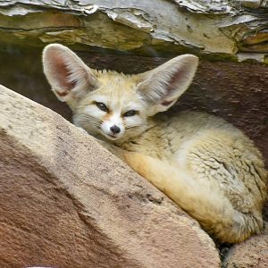 African Savannah - Fennec Fox