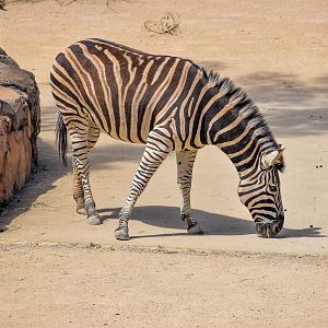 African Savannah - Plains Zebra