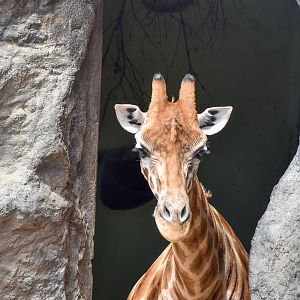 African Savannah - Giraffe in Historic Giraffe House