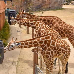 African Savannah - Giraffe