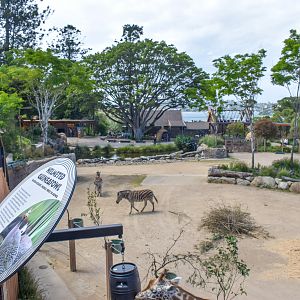 African Savannah - Giraffe/Zebra Enclosure