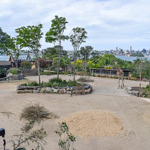 African Savannah - Giraffe/Zebra Enclosure