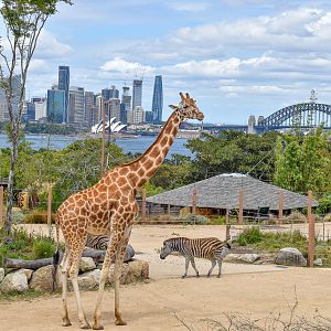 African Savannah with Sydney Harbour
