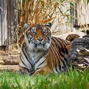 New Tiger at Sydney Zoo