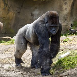 Kibali - Western Lowland Gorilla