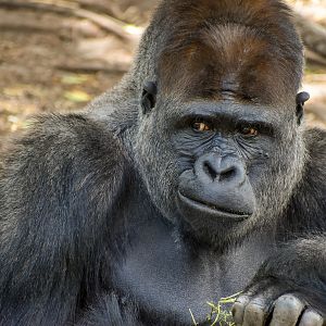 Kibali - Western Lowland Gorilla