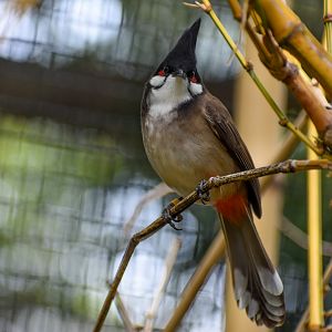 Red-whiskered Bulbul