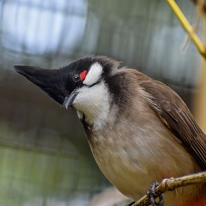 Red-whiskered Bulbul