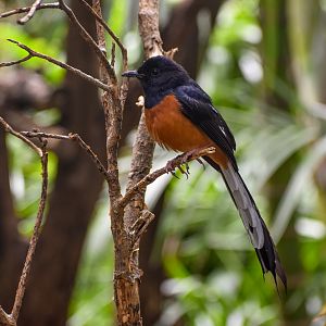 White-rumped Shama