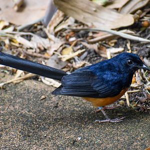 White-rumped Shama