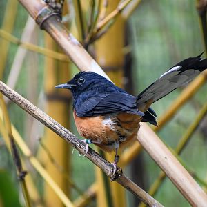 White-rumped Shama
