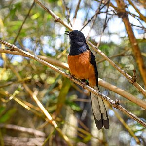 White-rumped Shama
