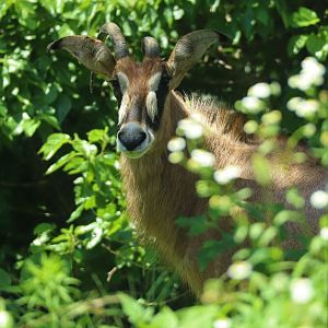 Roan Antelope