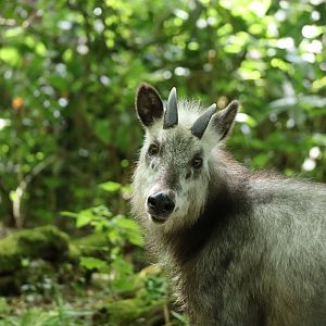 Japanese Serow