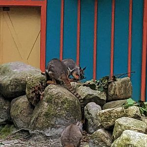 Wallaroo Station - Yellow footed rock wallaby