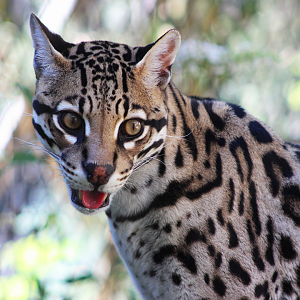 Mateo the Ocelot
