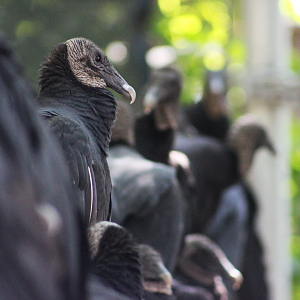 Wild Black Vultures