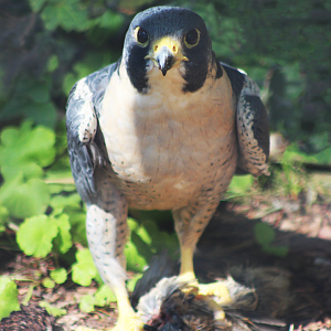 Peregrine Falcon