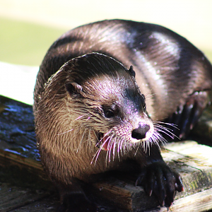 American River Otter