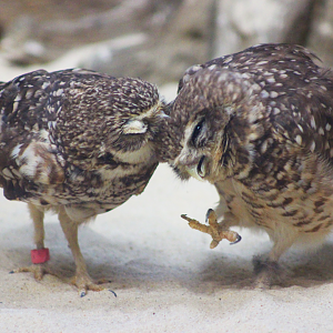 Burrowing Owls